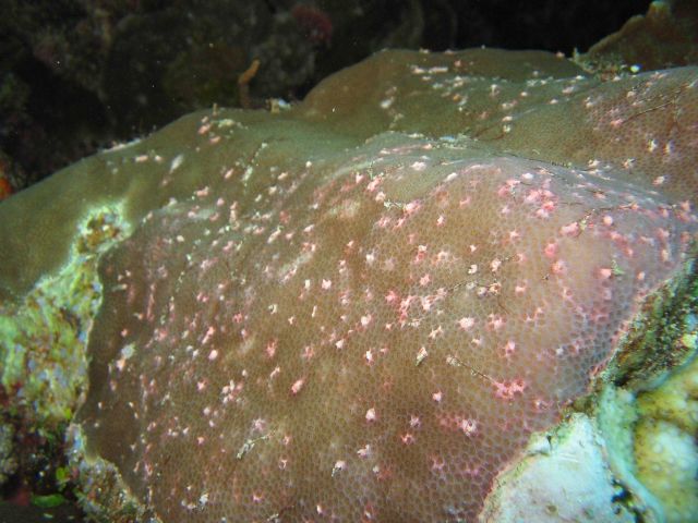 Porites coral with disease Picture