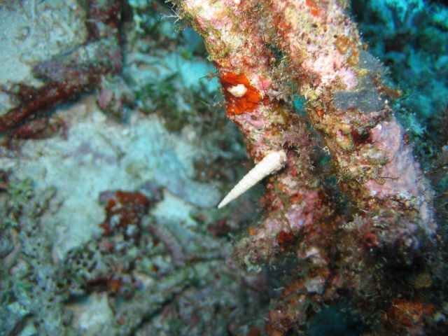 A snail Picture