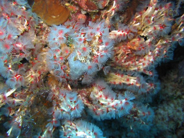 Coral Picture