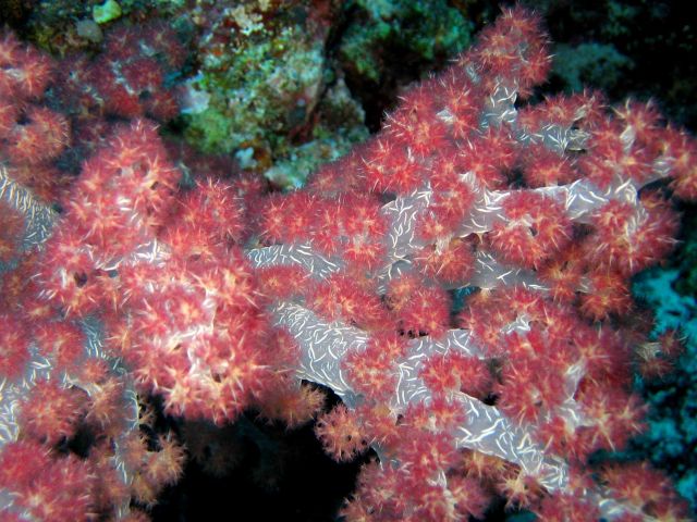 Red soft coral Picture