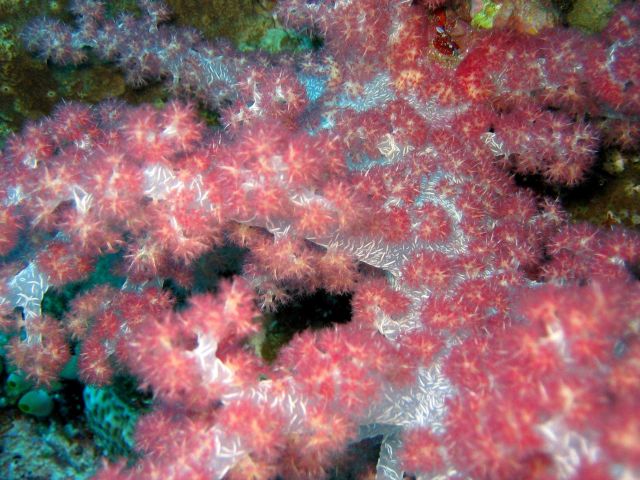 Red soft coral Picture