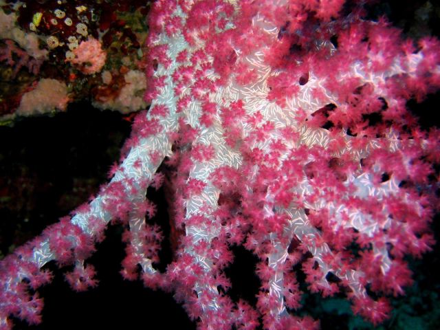 Red soft coral Picture