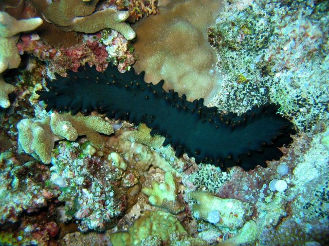 A sea cucumber (Stichopus chloronotus) Picture