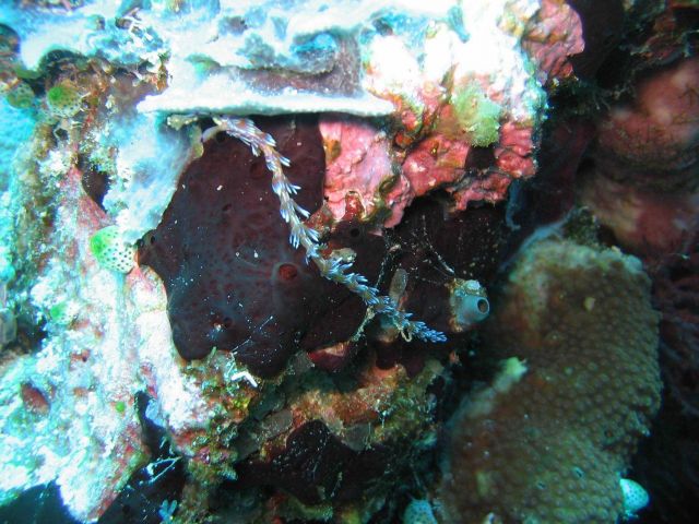 The blue dragon nudibranch (Pteraeolidia ianthina) Picture