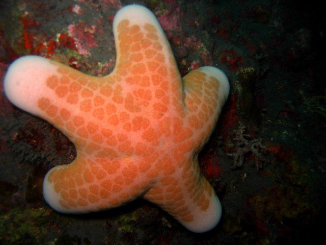 A robust red sea star (Choriaster granulatus) Picture