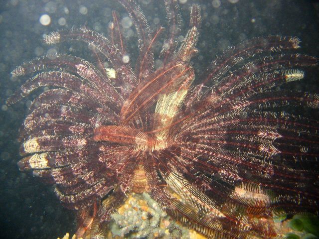 Crinoid at night Picture