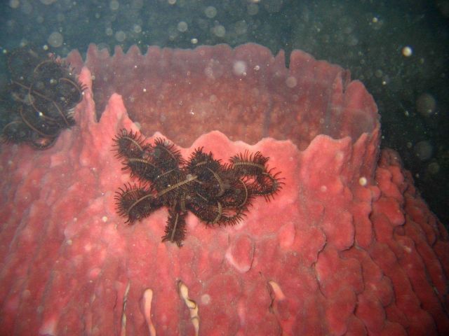 Crinoids on a red barrel sponge Picture