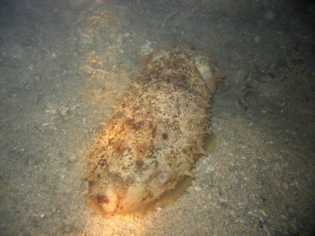 A cuttlefish at night Picture