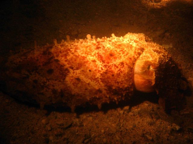 A cuttlefish at night Picture