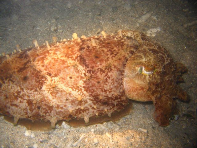 A cuttlefish at night Picture