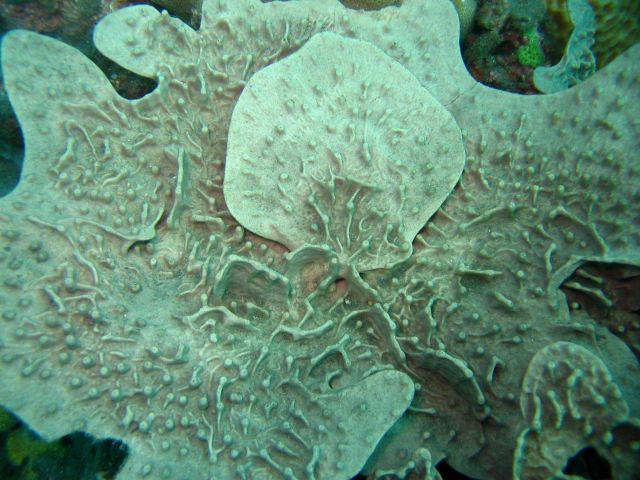 Coral Kingdom Collection Picture