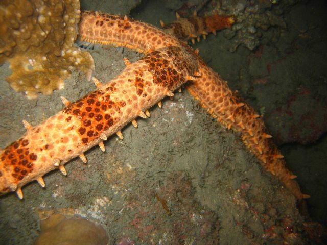 A sea star (Mithrodia sp.) Picture