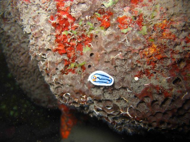 Nudibranch Picture