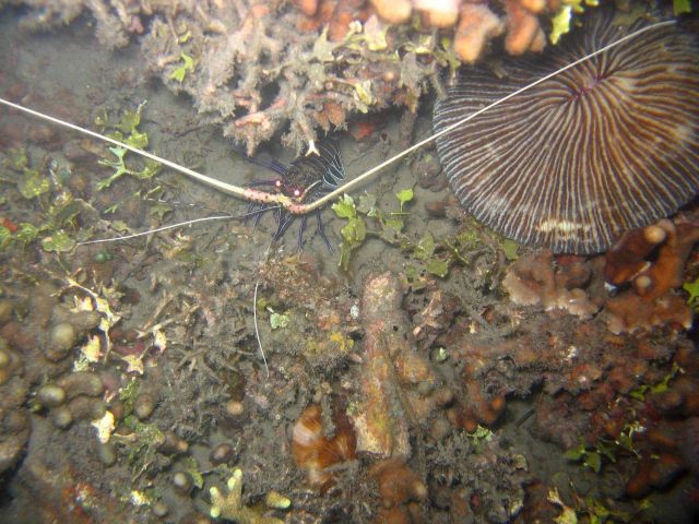 Lobster (Panulirus versicolor) Picture