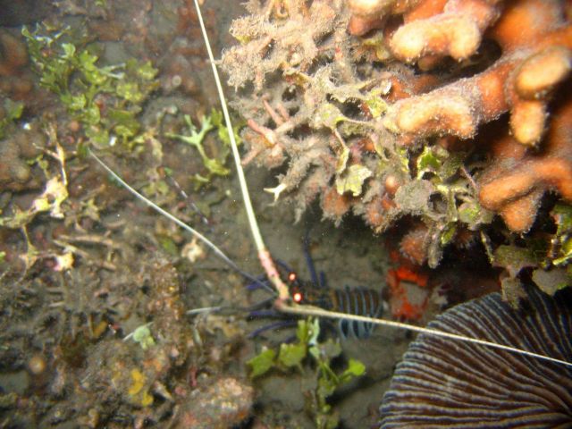 Lobster (Panulirus versicolor) Picture
