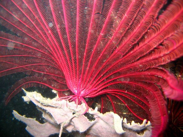 Red crinoid at night Picture