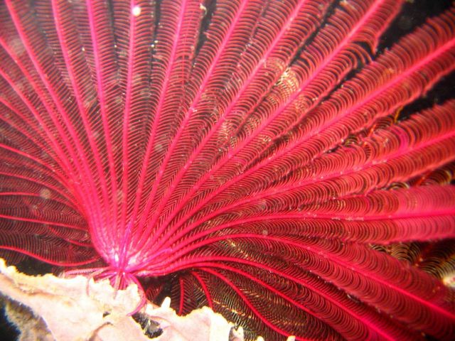 Red crinoid at night Picture