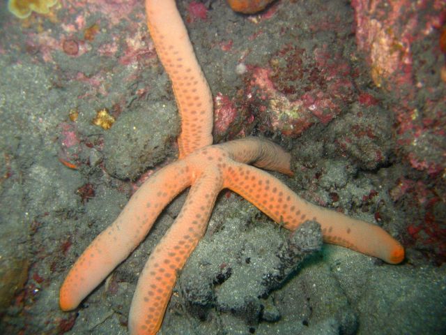 Sea star Picture