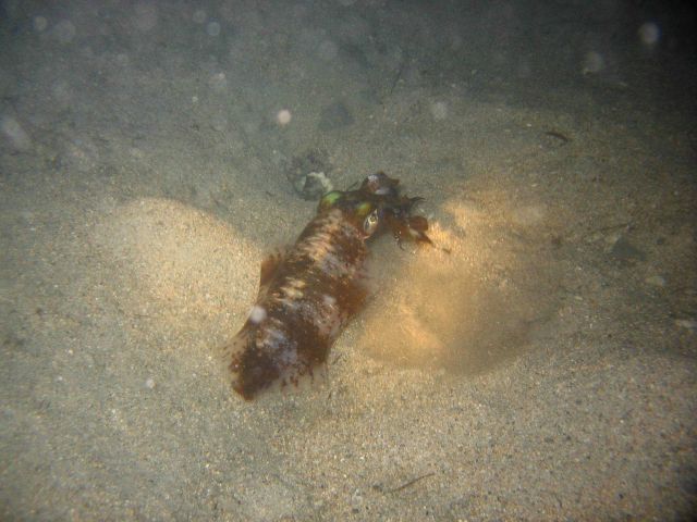 A squid at night Picture