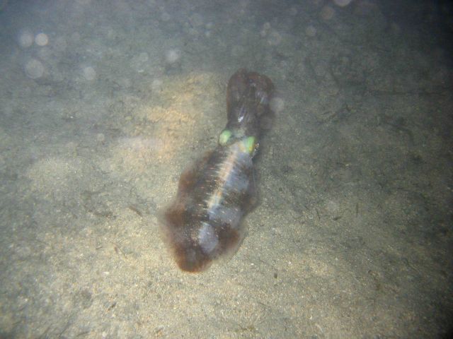 A squid at night Picture