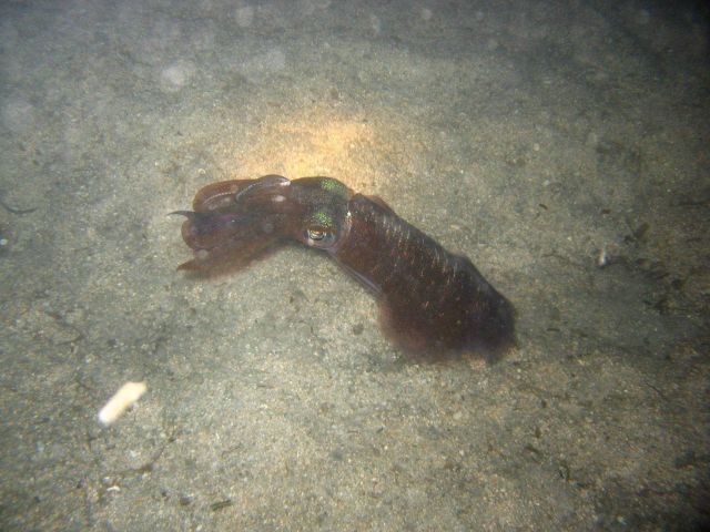 A squid at night Picture