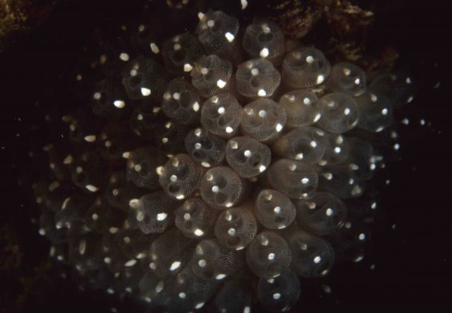 Tunicate colony Picture
