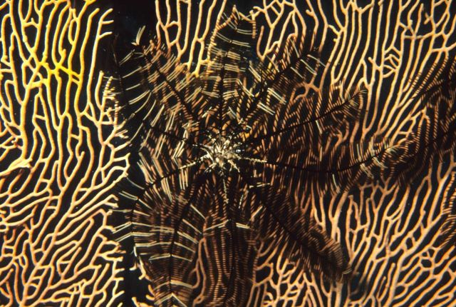 Soft coral and a crinoid Picture