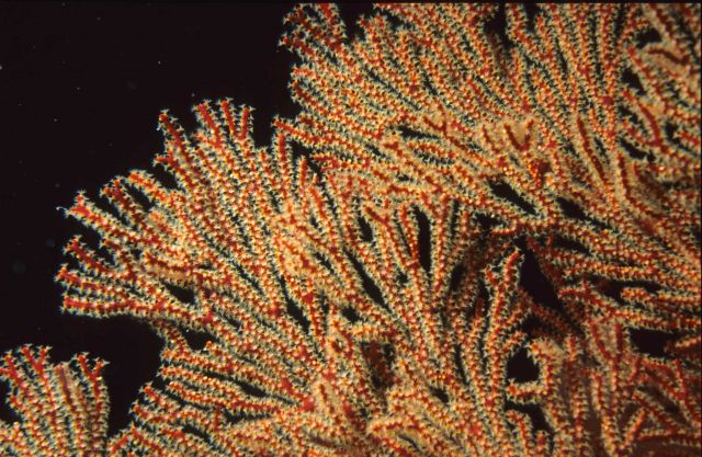 Red soft coral with polyps extended Picture