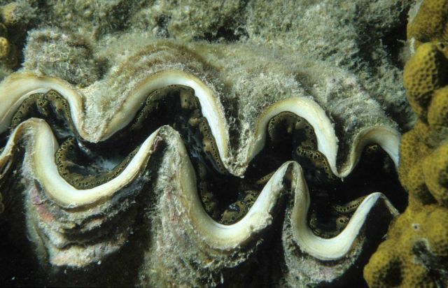 Giant clam Picture