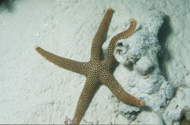 Brown and white spotted starfish Picture