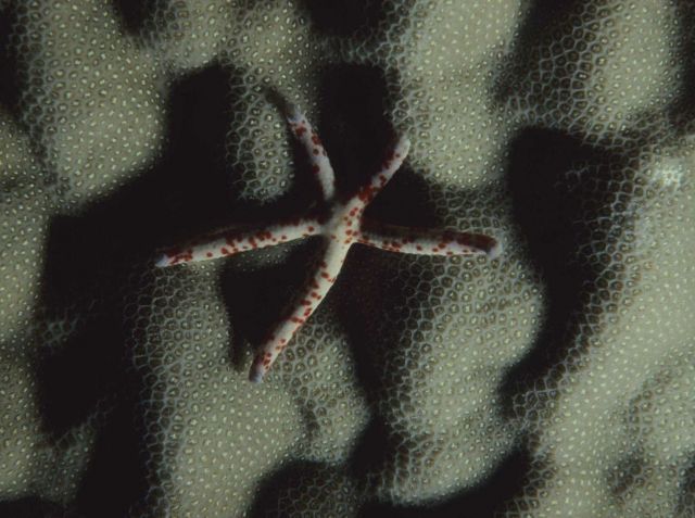 White with red spots starfish Picture