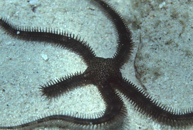 Brittle star with one arm regenerating Picture