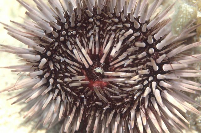 Sea urchin Picture