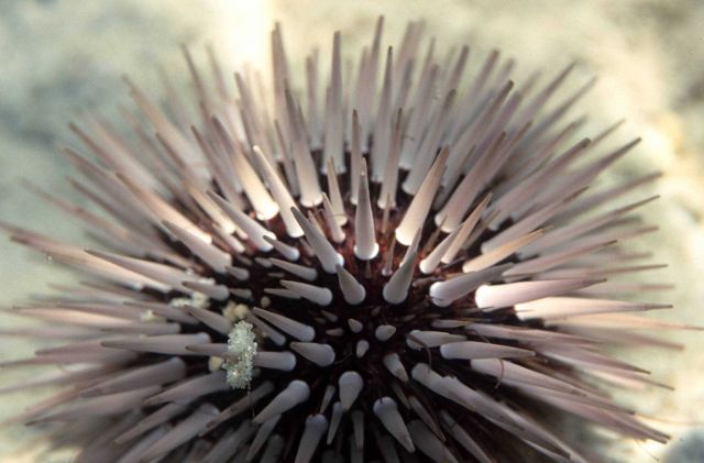 Sea urchin Picture