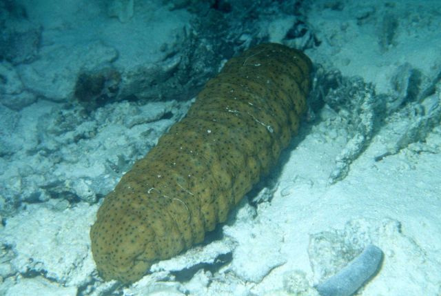 A brown with black spots sea cucumber Picture