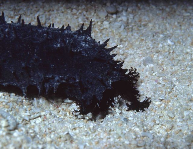 A black with white mottling sea cucumber Picture