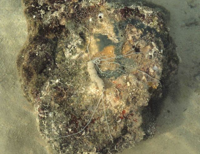 Rock with odd tentacled creature. Picture