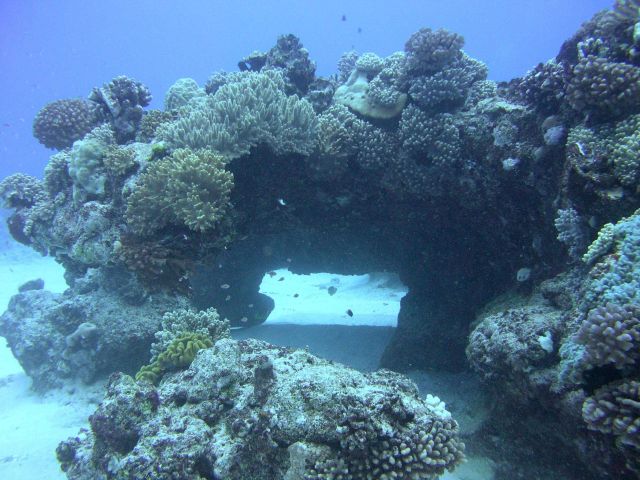 A natural bridge formed by coral growth. Picture