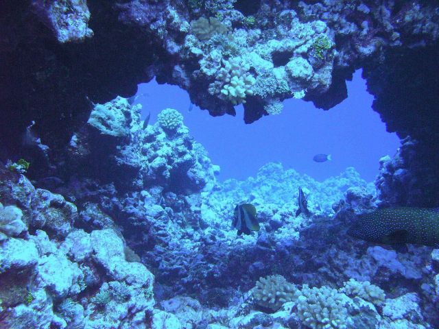 Reef fish mill about a natural arch in the coral reef. Picture