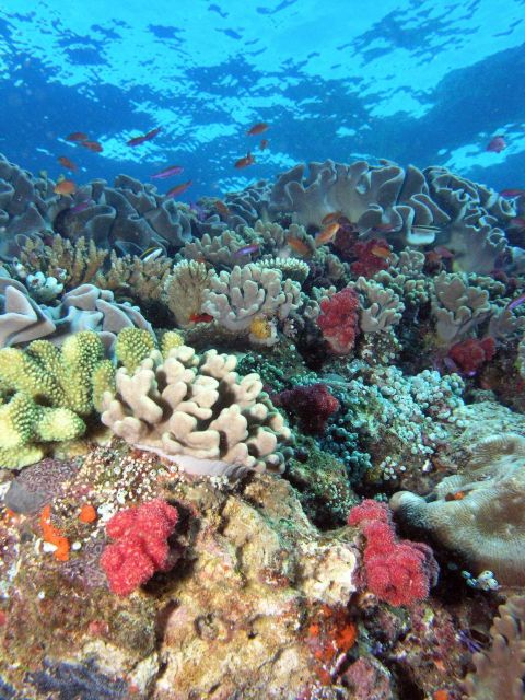 Reef scene with great diversity of coral species. Picture