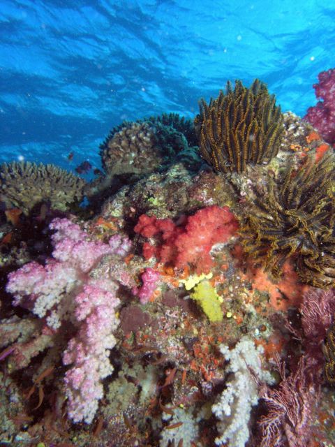 Reef scene with great diversity of coral species. Picture
