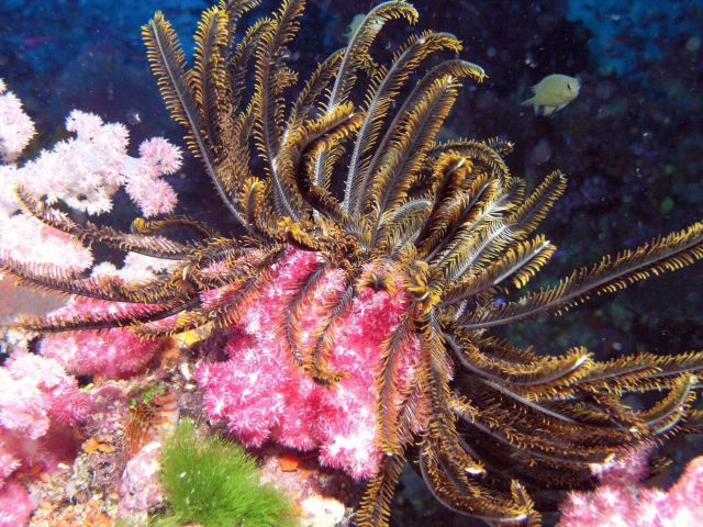 Reef scene dominated by a large yellow crinoid and pink soft coral. Picture