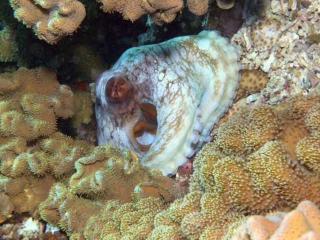 Octopus Picture