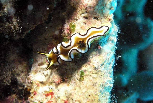 The dorid nudibranch (Glossodoris atromarginata) Picture