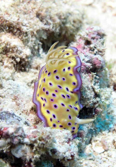 The dorid nudibranch (Chromodoris kunei) Picture