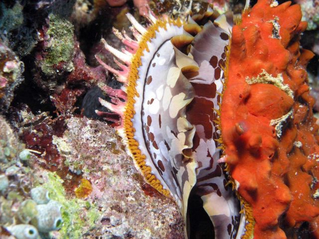 Thorny oyster (Spondylus sp.) Picture