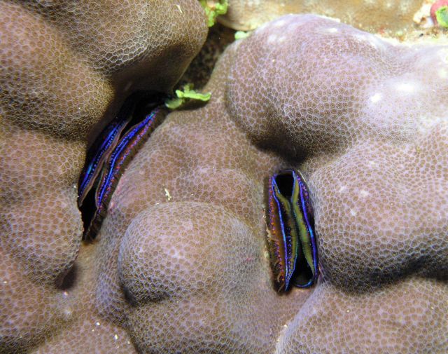 Coral scallop (Pedum spondyloideum) Picture