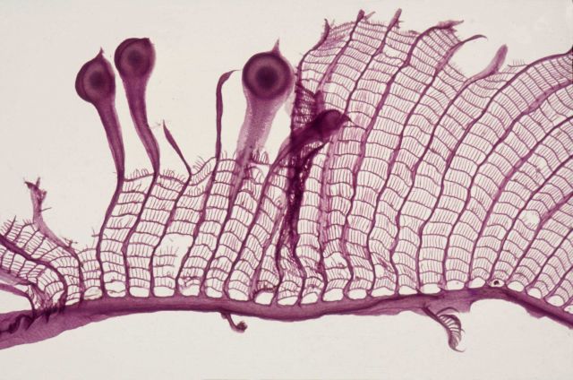 Claudea elegans cystocarps - a macroscope photo. Picture