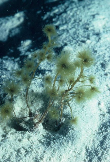 Sporochnus at 20 meters depth in channel. Picture