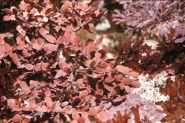 Rhodopeltis australis (tetrasporangial) at 13-14 meters depth. Picture